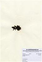 藏品(波狀網翼藻)的圖片